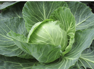 Cabbage Juice